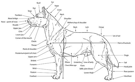 veterinary dog diagram 